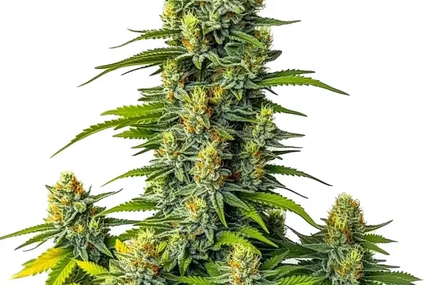Mamba Negra Auto (Blimburn Seeds) – offizielles Produktbild