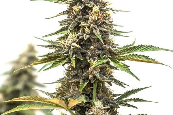 Mandarine Auto (Blimburn Seeds) – offizielles Produktbild