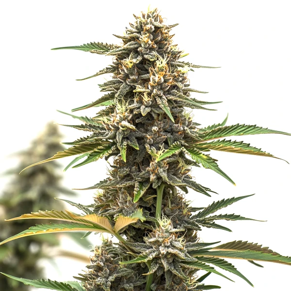 Mandarine Auto (Blimburn Seeds) – offizielles Produktbild