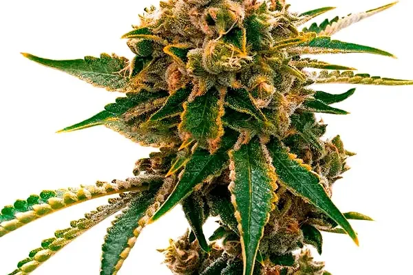 Mango Kush (Blimburn Seeds) – offizielles Produktbild