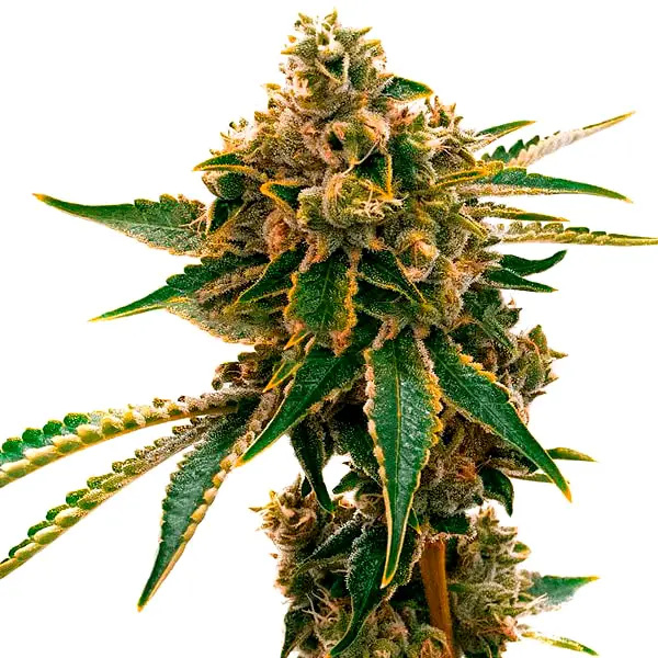 Mango Kush (Blimburn Seeds) – offizielles Produktbild