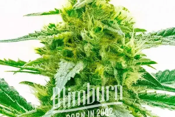 Maple Leaf (Blimburn Seeds) – offizielles Produktbild