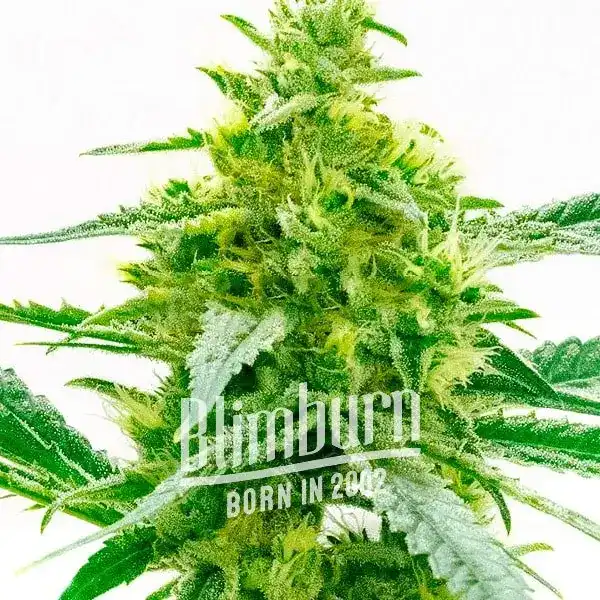 Maple Leaf (Blimburn Seeds) – offizielles Produktbild