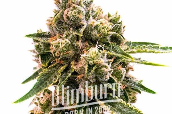 Maracuya Auto (Blimburn Seeds) – offizielles Produktbild