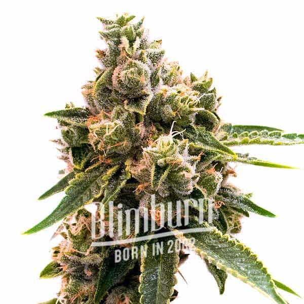 Maracuya Auto (Blimburn Seeds) – offizielles Produktbild