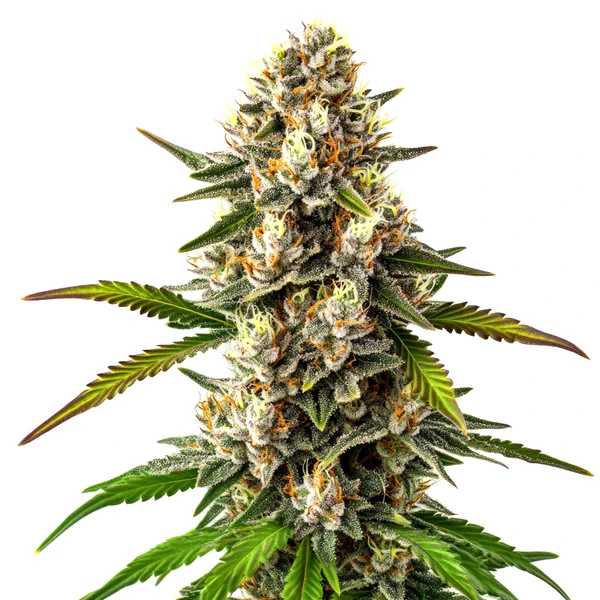 Maracuya Regulär (Blimburn Seeds) – offizielles Produktbild
