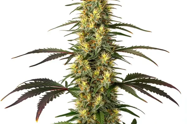 Master Kush (Blimburn Seeds) – offizielles Produktbild