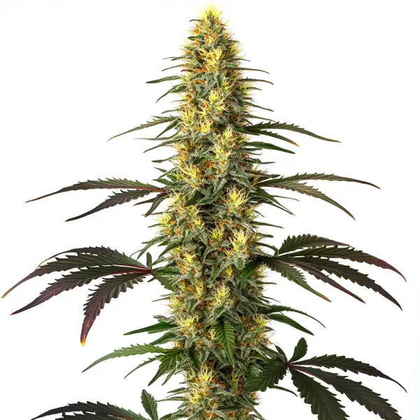 Master Kush (Blimburn Seeds) – offizielles Produktbild
