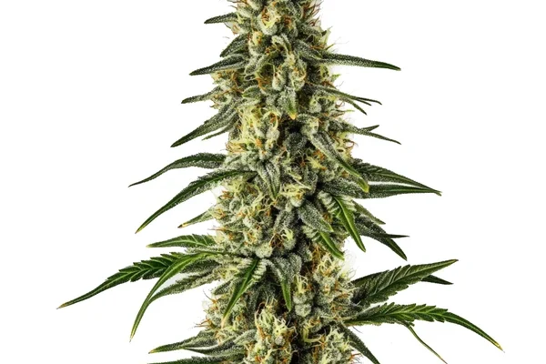 Matanuska Tundra Schnellversion (Blimburn Seeds) – offizielles Produktbild