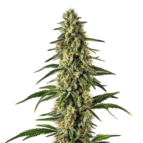 Matanuska Tundra Schnellversion (Blimburn Seeds) – offizielles Produktbild