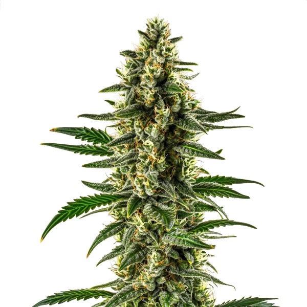 Matanuska Tundra Regulär (Blimburn Seeds) – offizielles Produktbild