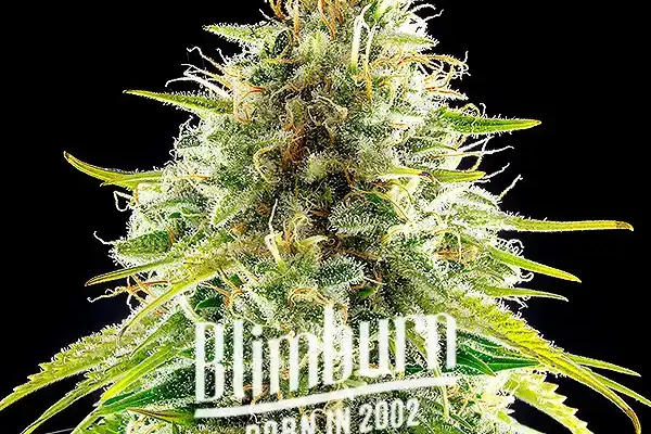 Mataro Blue (Blimburn Seeds) – offizielles Produktbild