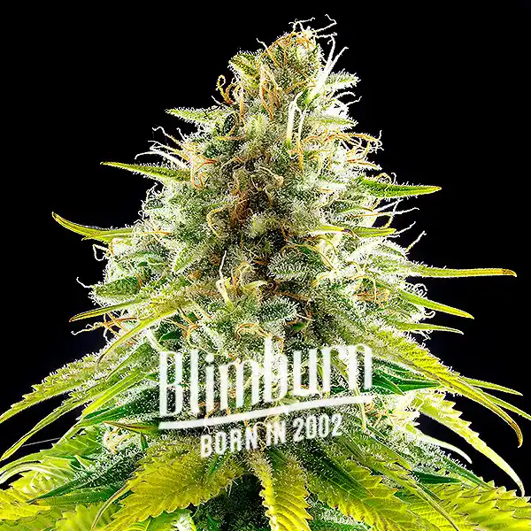 Mataro Blue (Blimburn Seeds) – offizielles Produktbild