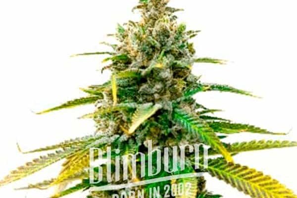 Mazar Auto (Blimburn Seeds) – offizielles Produktbild