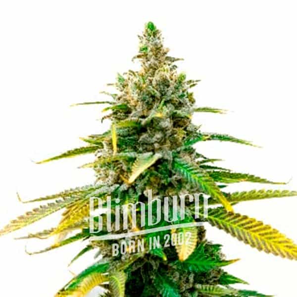 Mazar Auto (Blimburn Seeds) – offizielles Produktbild