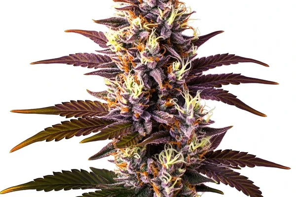 Mazar x Blueberry (Blimburn Seeds) – offizielles Produktbild