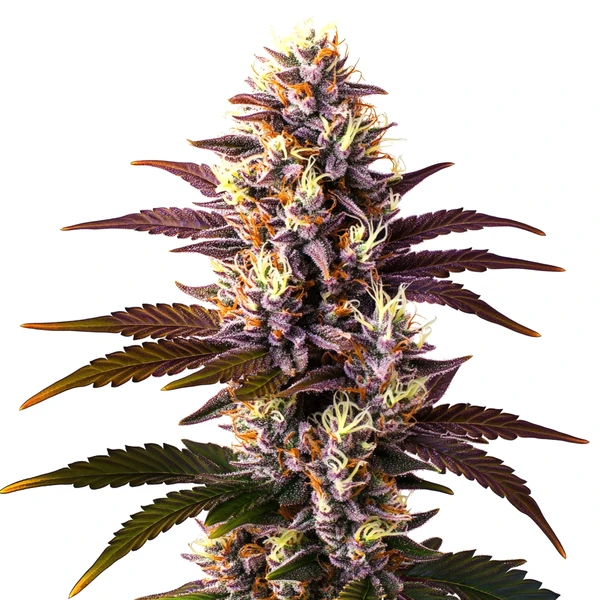 Mazar x Blueberry (Blimburn Seeds) – offizielles Produktbild