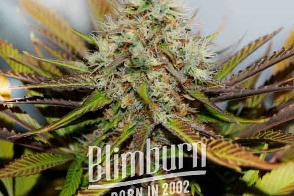 Melon Gum (Blimburn Seeds) – offizielles Produktbild