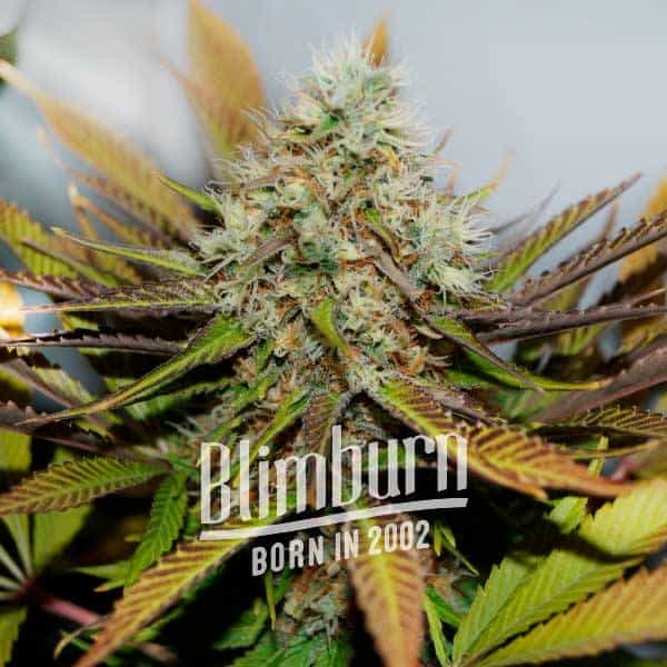 Melon Gum (Blimburn Seeds) – offizielles Produktbild