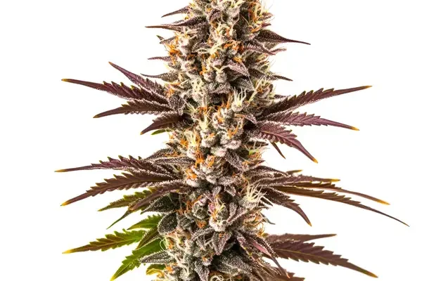 Melonade (Blimburn Seeds) – offizielles Produktbild