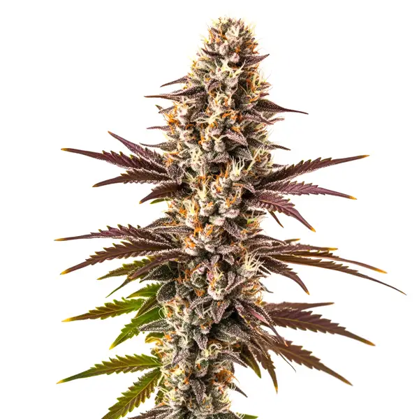 Melonade (Blimburn Seeds) – offizielles Produktbild