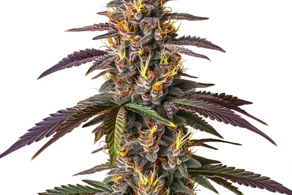 Mendocino Purple Kush (Blimburn Seeds) – offizielles Produktbild