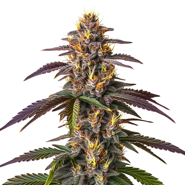 Mendocino Purple Kush (Blimburn Seeds) – offizielles Produktbild