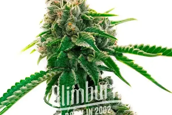 Mexican Haze (Blimburn Seeds) – offizielles Produktbild