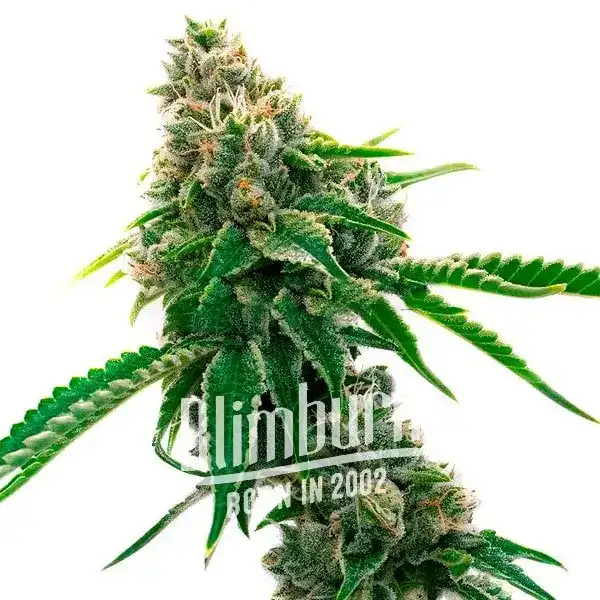 Mexican Haze (Blimburn Seeds) – offizielles Produktbild