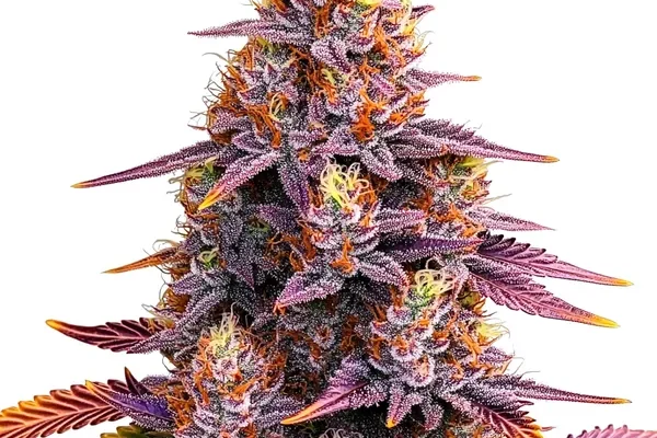 Mimosa F1 (Blimburn Seeds) – offizielles Produktbild