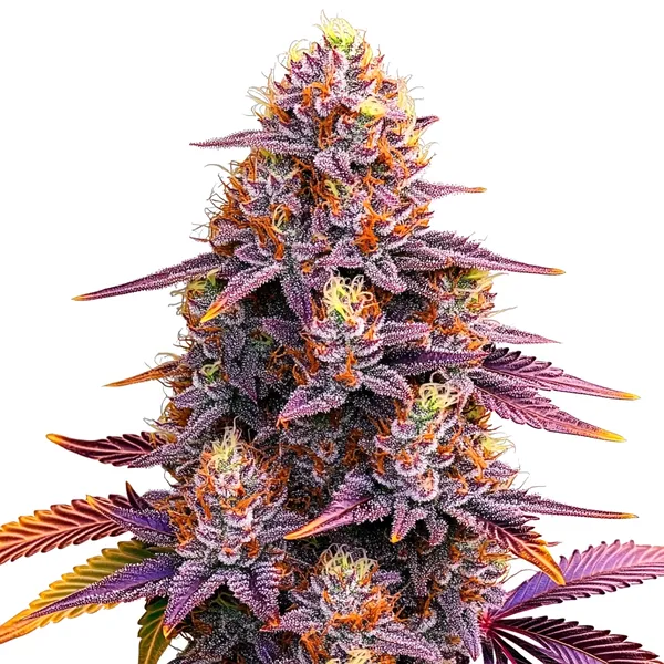 Mimosa F1 (Blimburn Seeds) – offizielles Produktbild