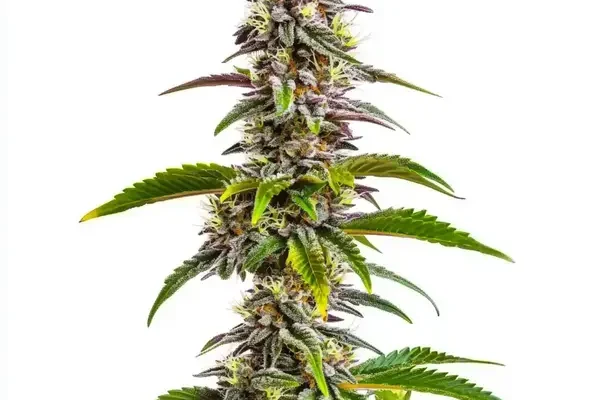 Mimosa x Wedding Cake Auto (Blimburn Seeds) – offizielles Produktbild