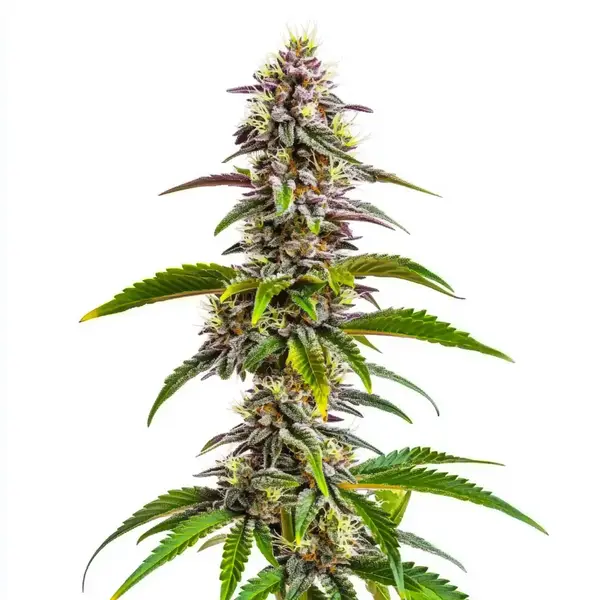 Mimosa x Wedding Cake Auto (Blimburn Seeds) – offizielles Produktbild