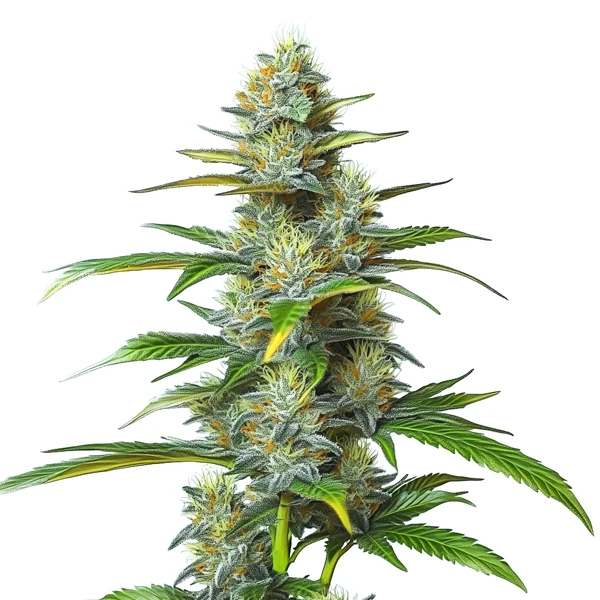 Moby Dick Auto (Blimburn Seeds) – offizielles Produktbild