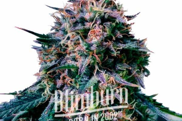 Moby Plant (Blimburn Seeds) – offizielles Produktbild