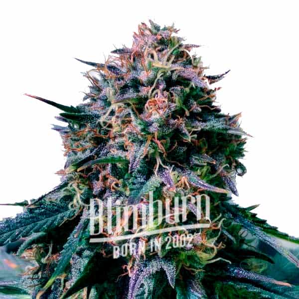 Moby Plant (Blimburn Seeds) – offizielles Produktbild