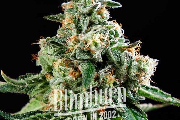Moby x Do-Si-Dos (Blimburn Seeds) – offizielles Produktbild