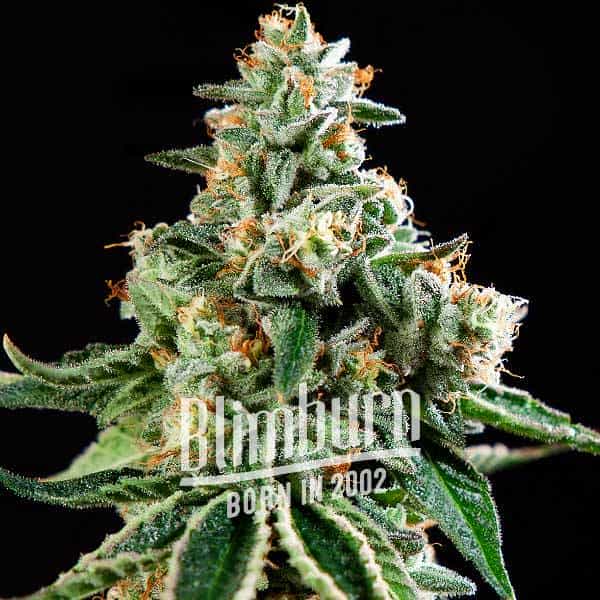 Moby x Do-Si-Dos (Blimburn Seeds) – offizielles Produktbild