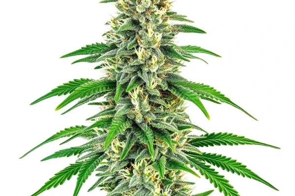 Mochalope (Blimburn Seeds) – offizielles Produktbild