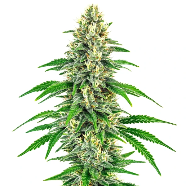 Mochalope (Blimburn Seeds) – offizielles Produktbild