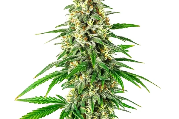 Mochalope Regulär (Blimburn Seeds) – offizielles Produktbild