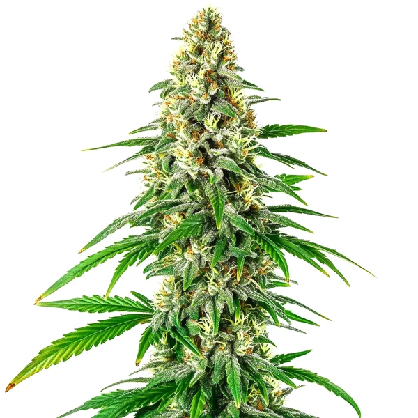 Mochalope Regulär (Blimburn Seeds) – offizielles Produktbild