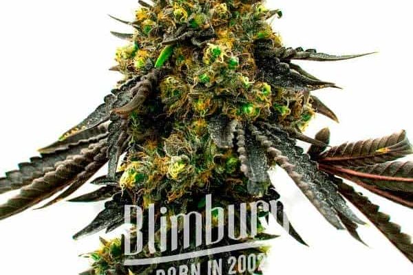 Mochalope x Do-Si-Dos (Blimburn Seeds) – offizielles Produktbild