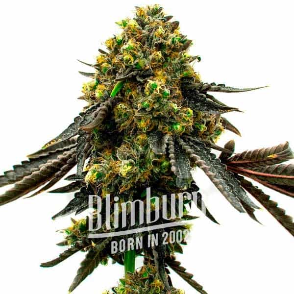 Mochalope x Do-Si-Dos (Blimburn Seeds) – offizielles Produktbild