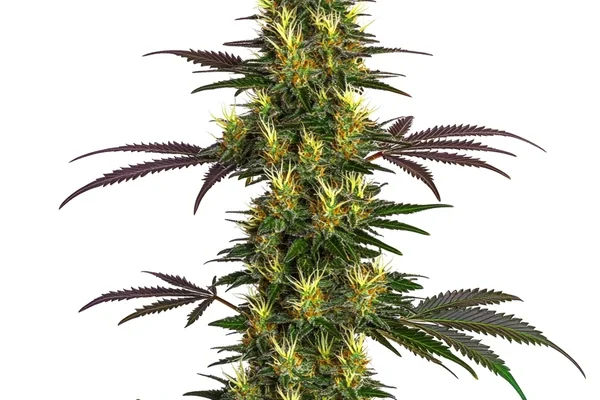 Mohan Ram (Blimburn Seeds) – offizielles Produktbild