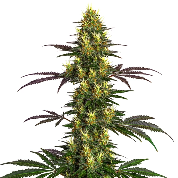 Mohan Ram (Blimburn Seeds) – offizielles Produktbild
