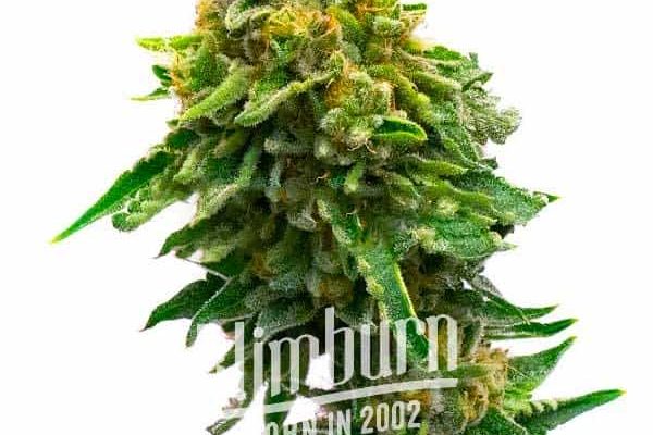 Monkey OG (Blimburn Seeds) – offizielles Produktbild