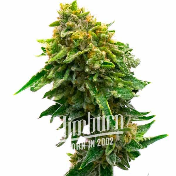Monkey OG (Blimburn Seeds) – offizielles Produktbild