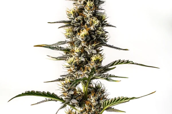 NYC Diesel (Blimburn Seeds) – offizielles Produktbild