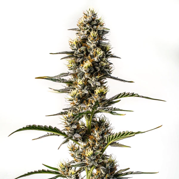 NYC Diesel (Blimburn Seeds) – offizielles Produktbild